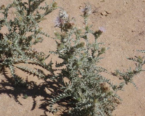 Black and White Butterflies on White Thistle.